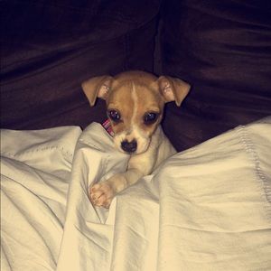 Meet your Posher, Rose